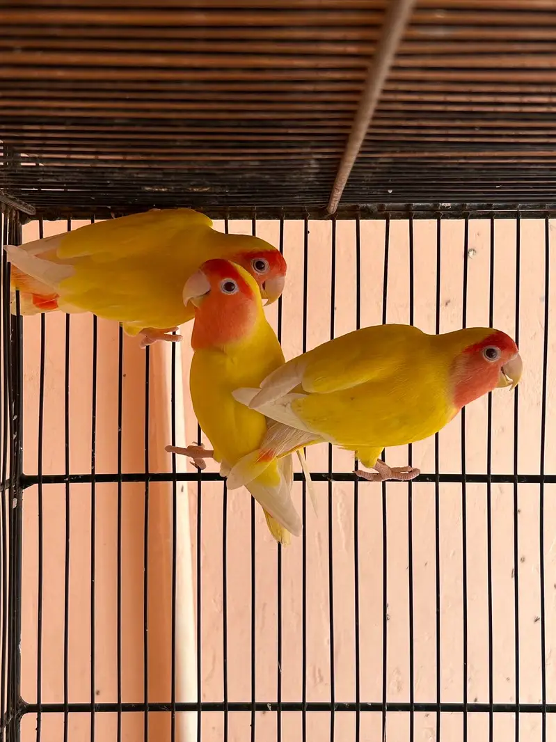 Red eyes Lutino lovebirds for sale — photo 3