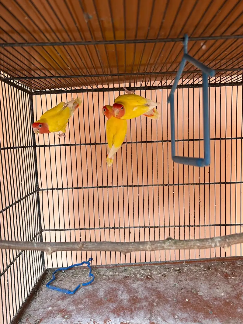 Red eyes Lutino lovebirds for sale — photo 4