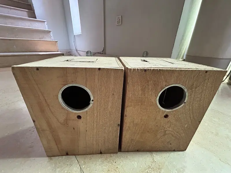 Red eyes Lutino lovebirds for sale — photo 5