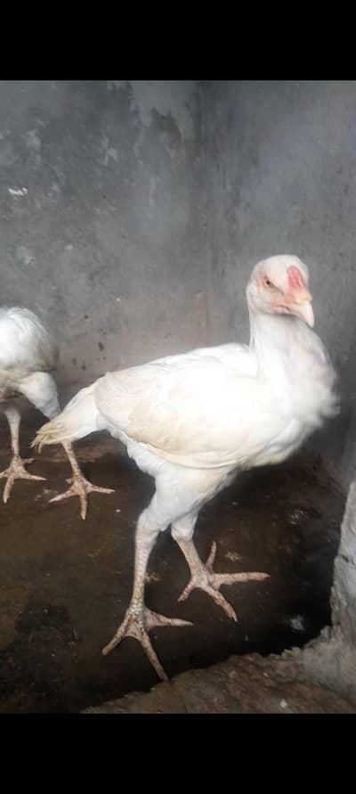 Hera Aseel For sale