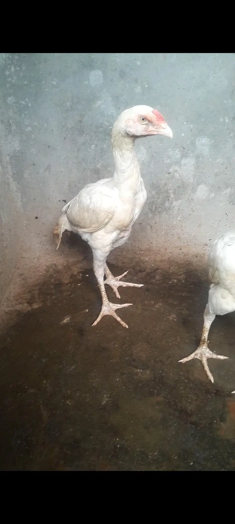 Hera Aseel For sale — photo 3