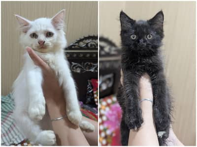 Persian kittens