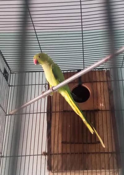 green parrot pair h 03059261328