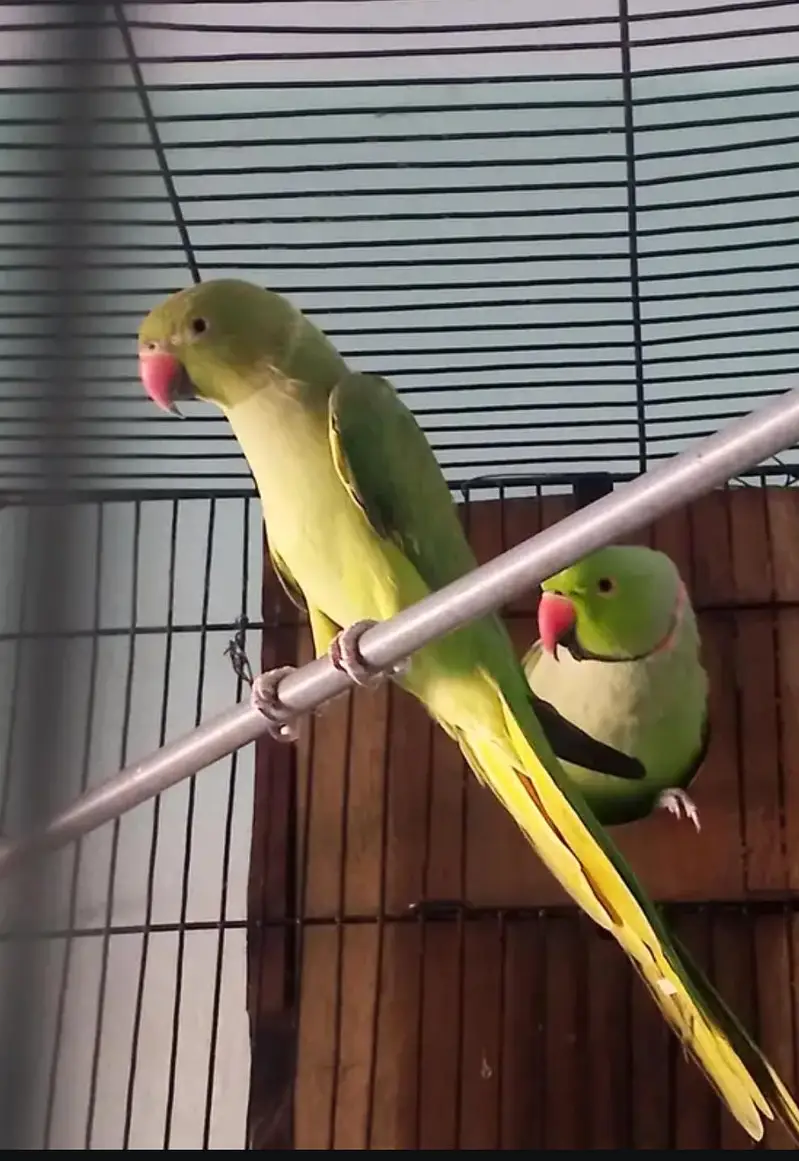 green parrot pair h 03059261328 — photo 2