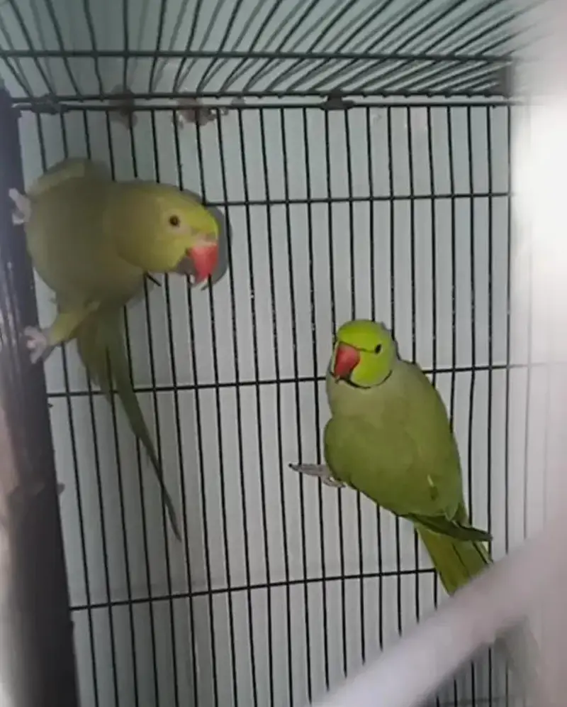 green parrot pair h 03059261328 — photo 3