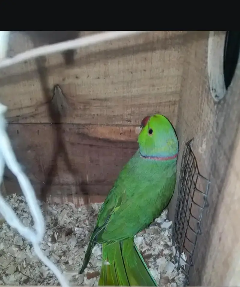 green parrot pair h 03059261328 — photo 4