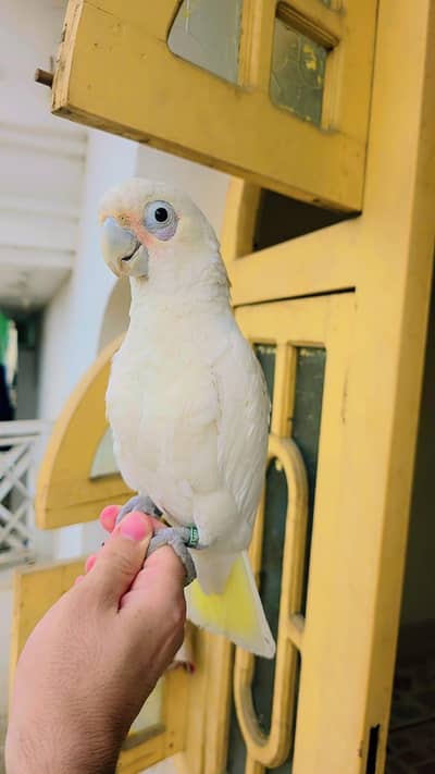 goffin cockatoo and gray parrot