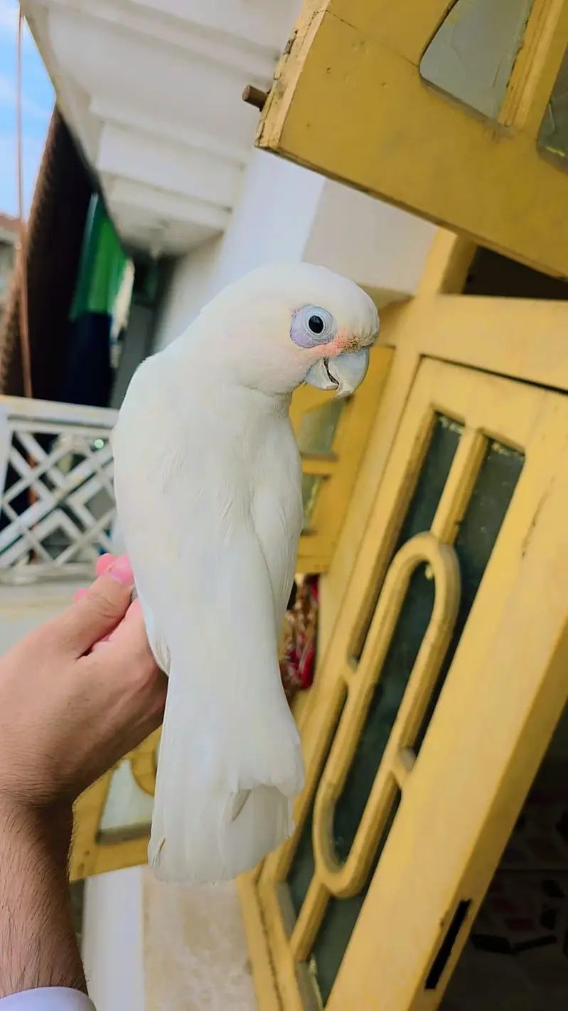 goffin cockatoo and gray parrot — photo 2