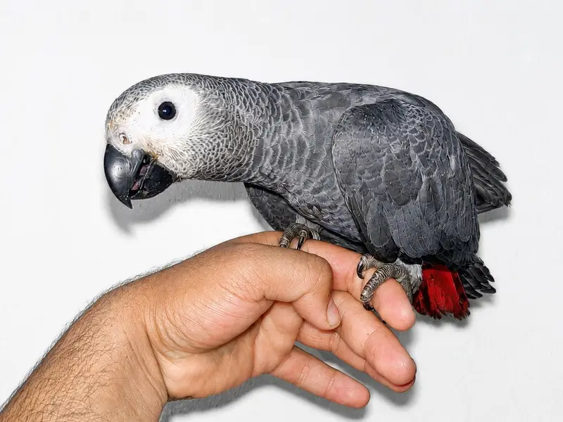 goffin cockatoo and gray parrot — photo 4