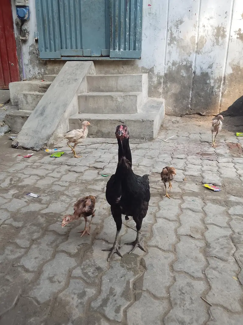 for sell ha — photo 9