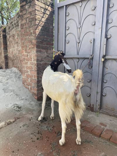 Bakri bhut achi nasal ki