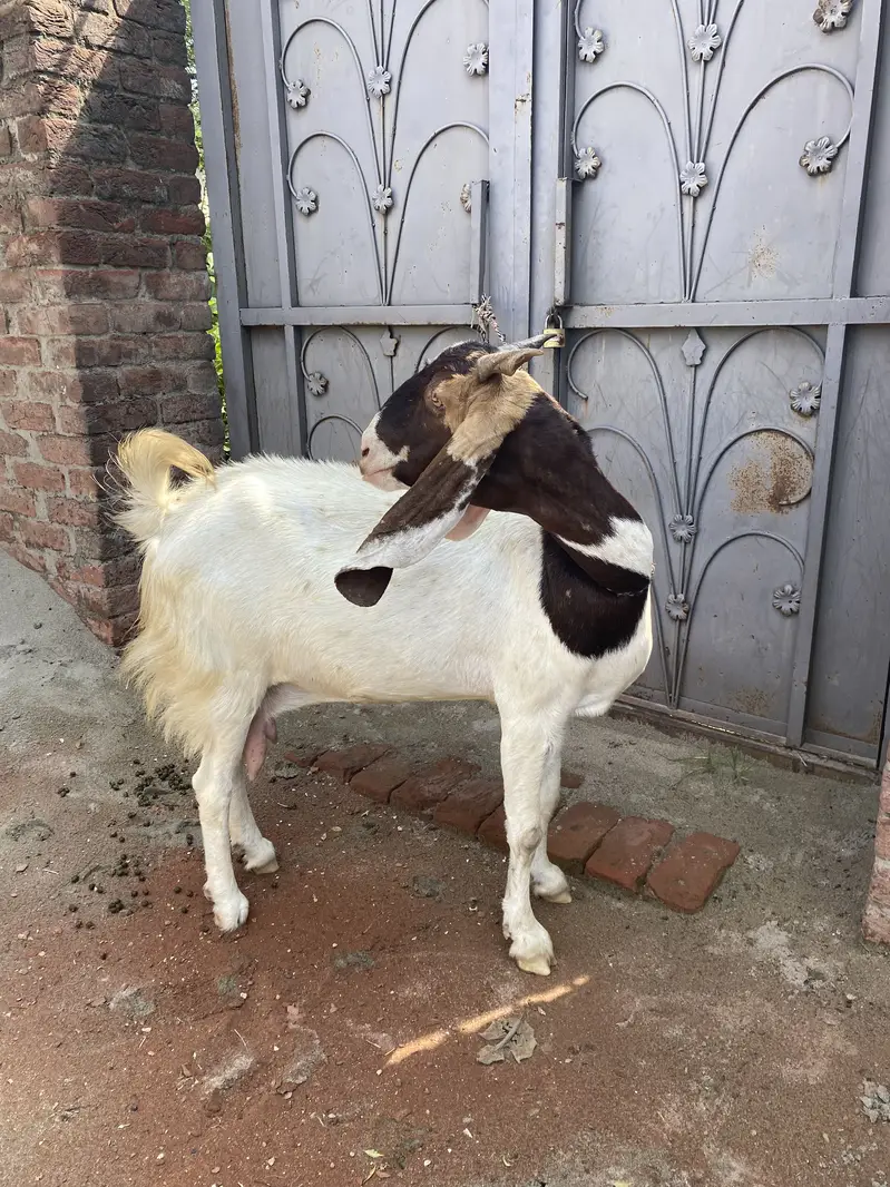 Bakri bhut achi nasal ki — photo 2