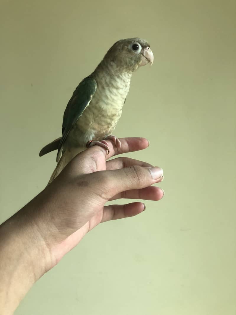 Tame blue Cinnamon conure/blue turquoise with dna 0