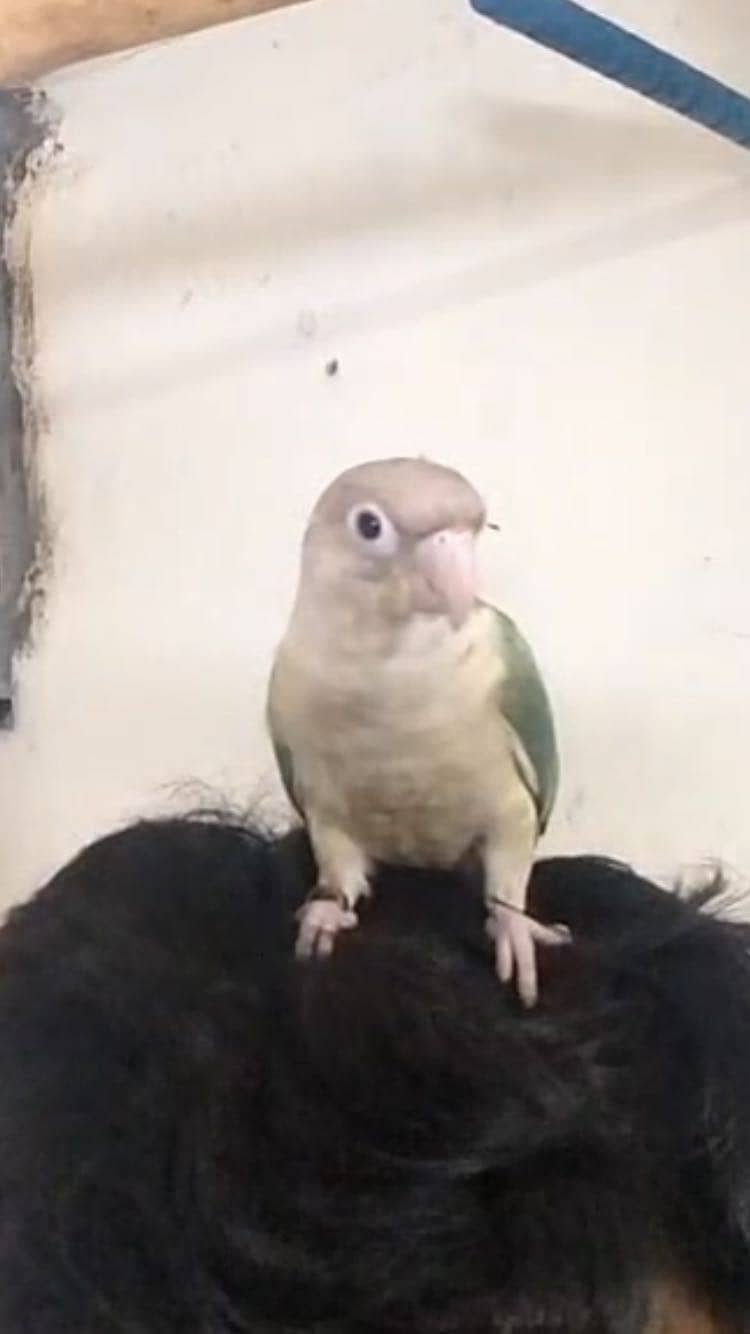 Tame blue Cinnamon conure/blue turquoise with dna 1