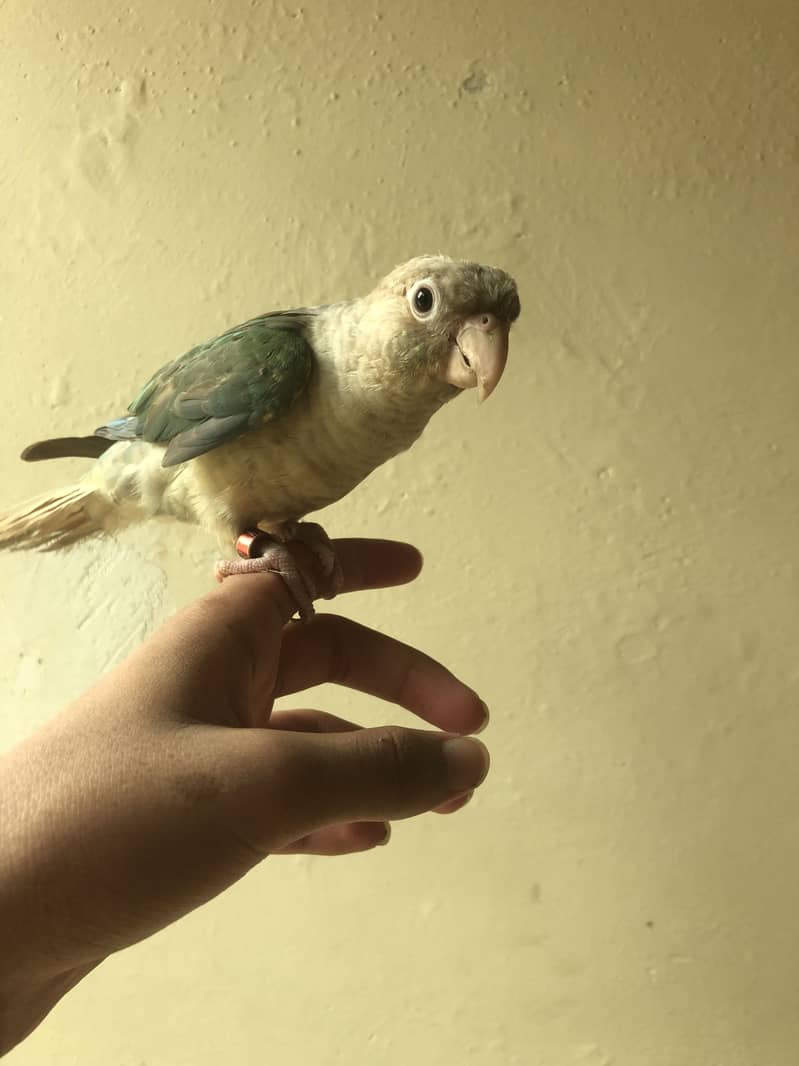 Tame blue Cinnamon conure/blue turquoise with dna 2