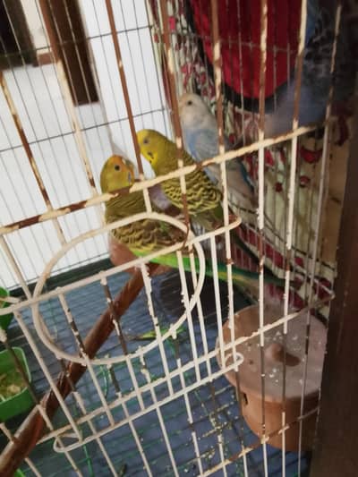 Australian parot 2 pair