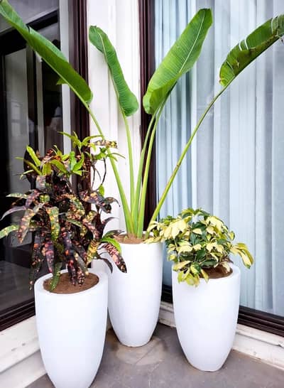 2.5ft pot delivery available in karachi