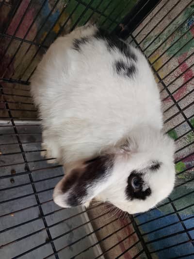 Hollandloop breeder female for sale