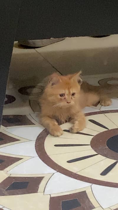 Triple coat Light brown colour persion cat female vaccinated