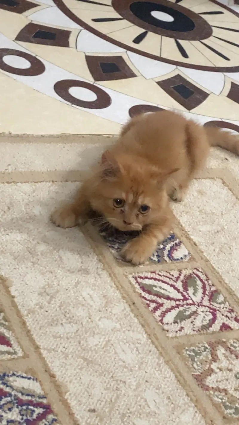 Triple coat Light brown colour persion cat female vaccinated — photo 2