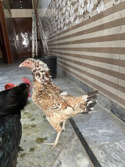 The Breader Piar of Aseel thai