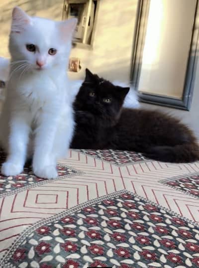 Two persian kittens