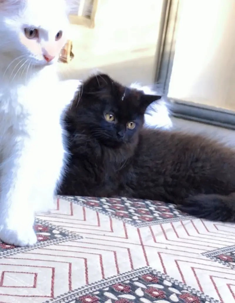 Two persian kittens — photo 2