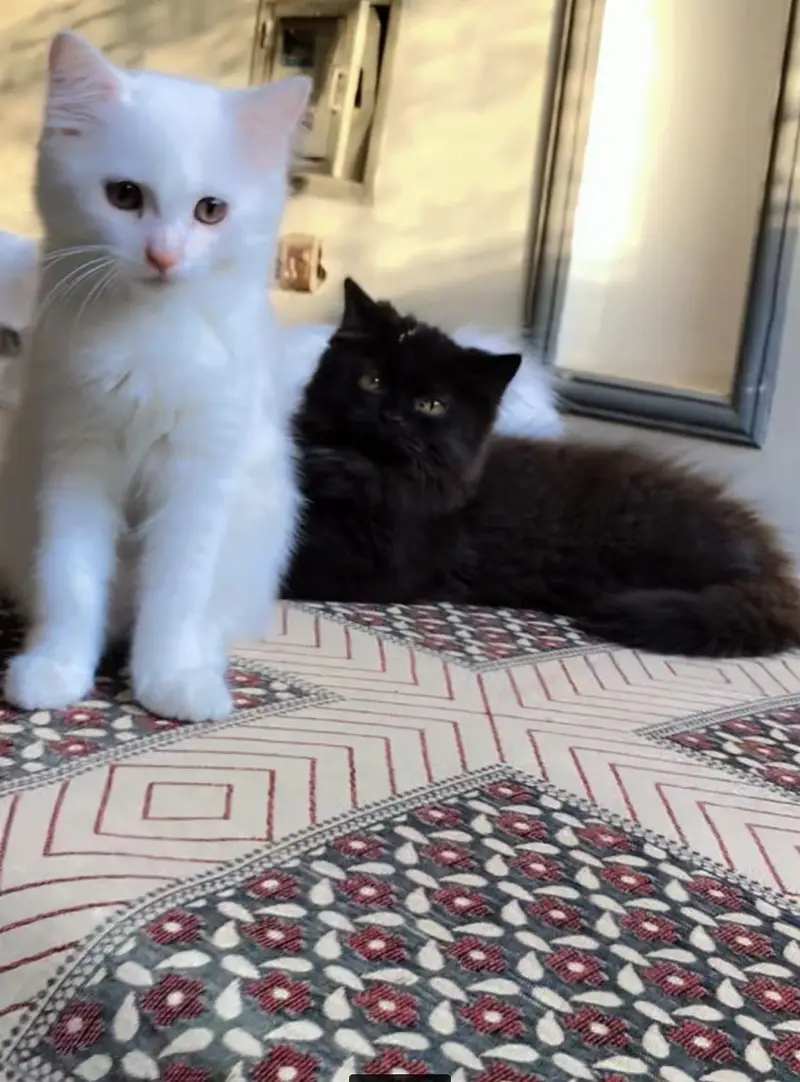 Two persian kittens — photo 3