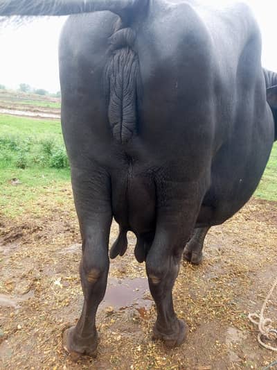 Buffalo/بیھنس