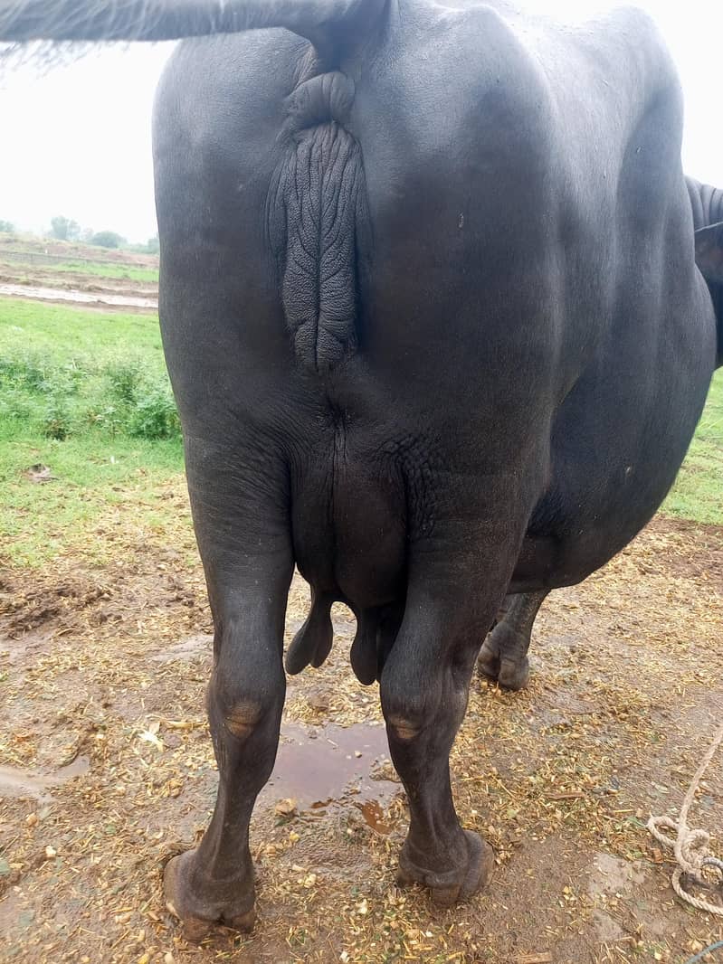 Buffalo/بیھنس 0