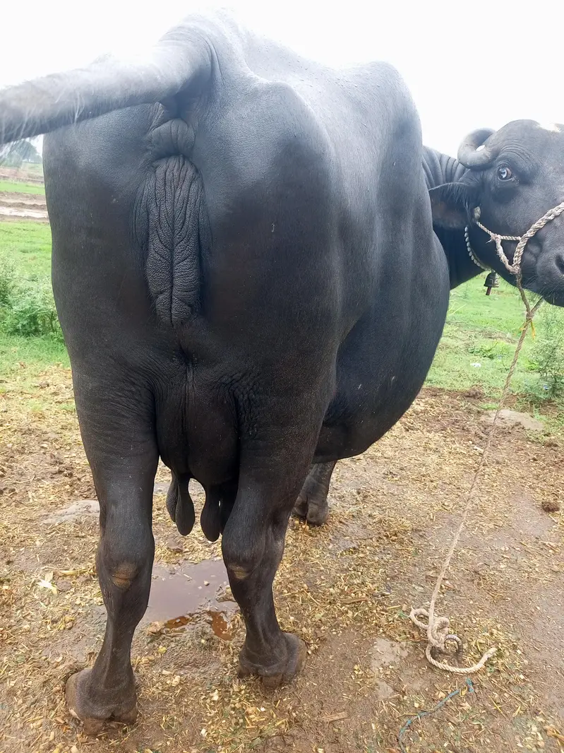 Buffalo/بیھنس — photo 2