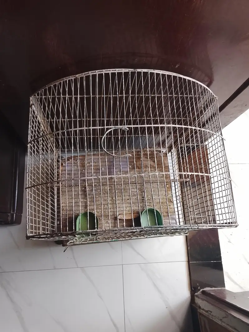 Birds Cage — photo 3