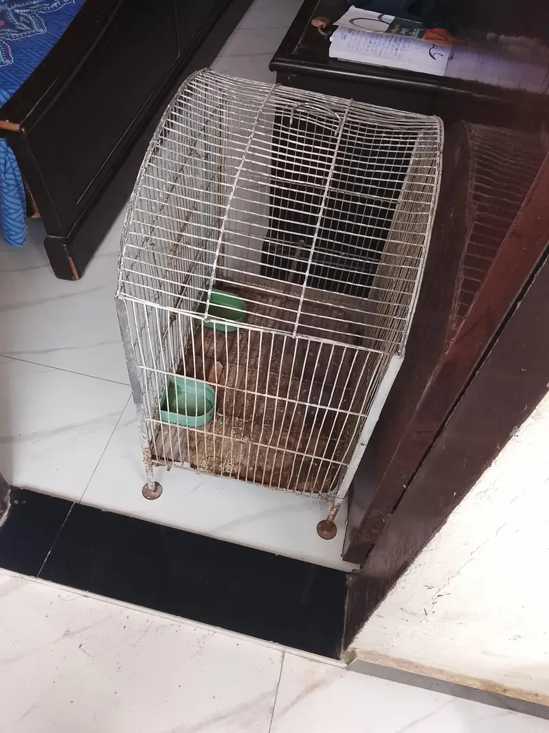 Birds Cage — photo 4