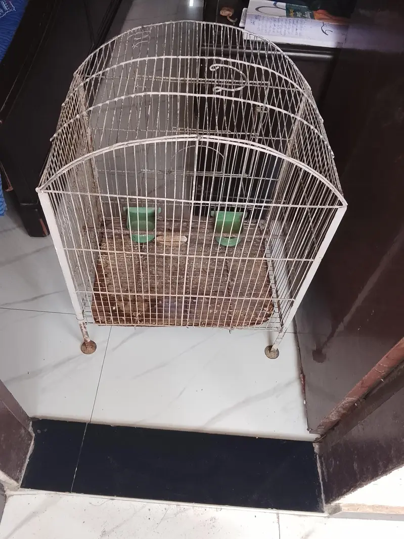 Birds Cage — photo 5