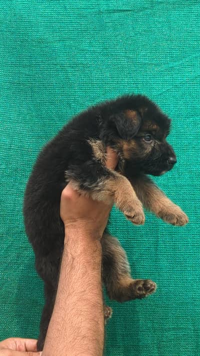 German shepherd puppies