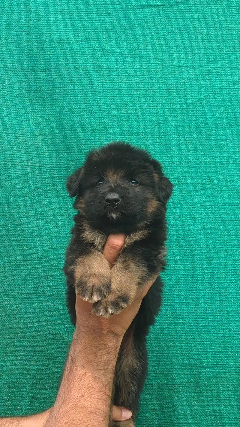 German shepherd puppies — photo 2