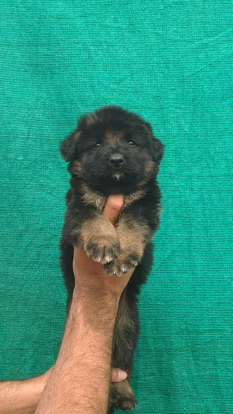 German shepherd puppies — photo 3