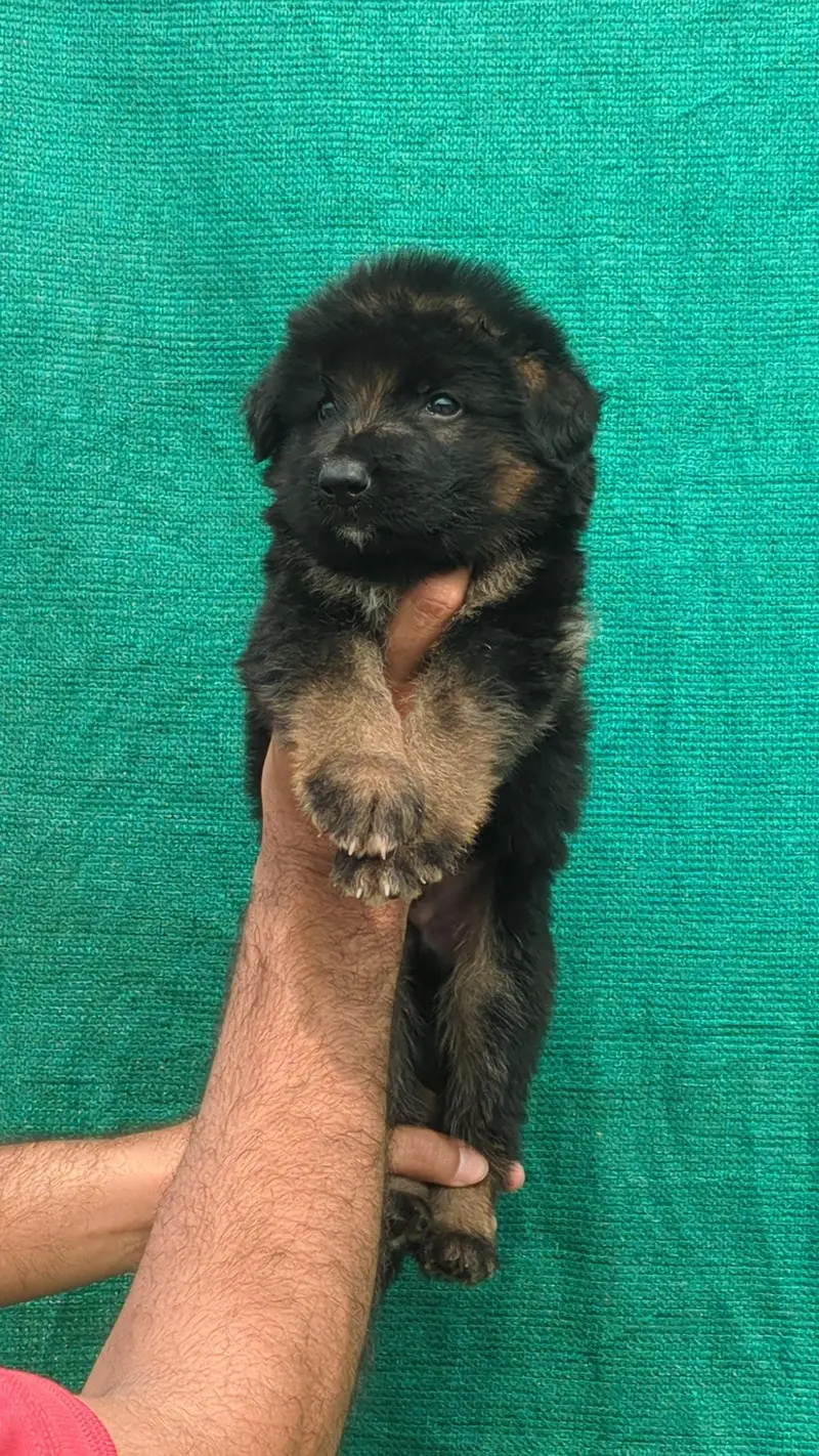 German shepherd puppies — photo 4