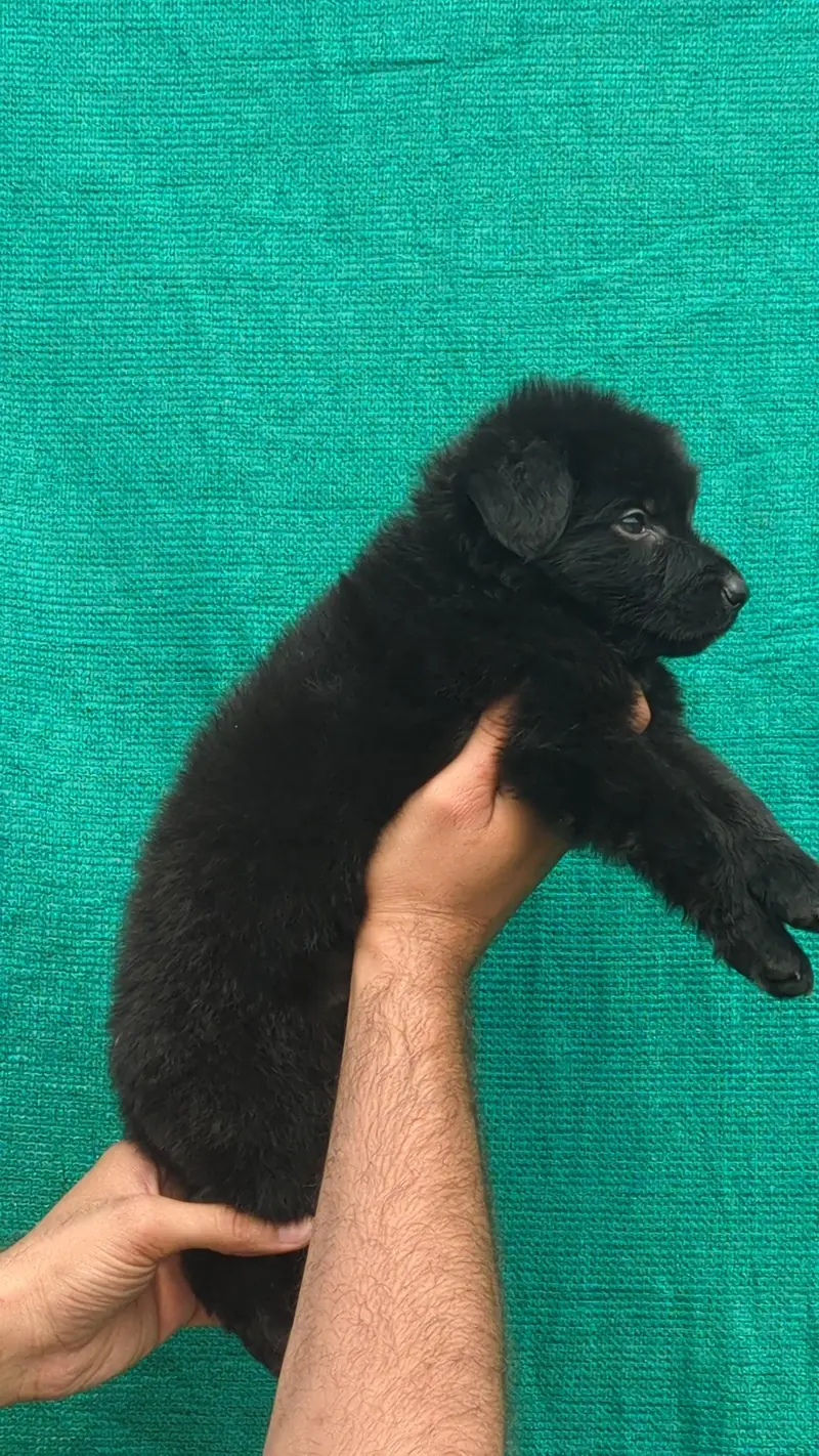 German shepherd puppies — photo 5