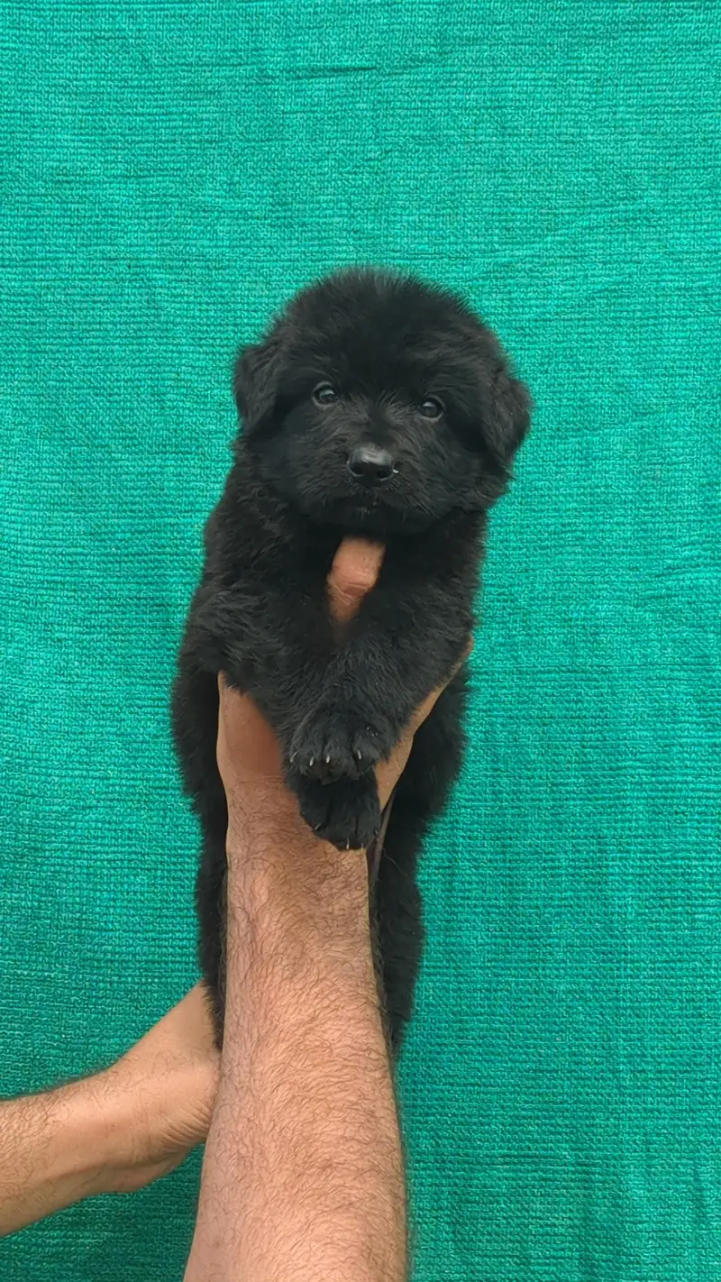 German shepherd puppies — photo 6