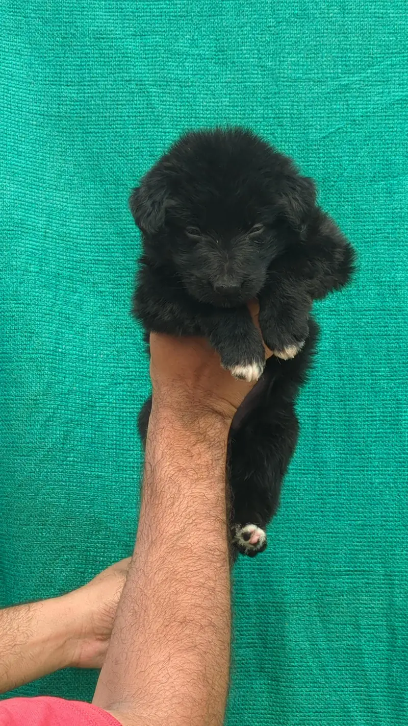 German shepherd puppies — photo 7