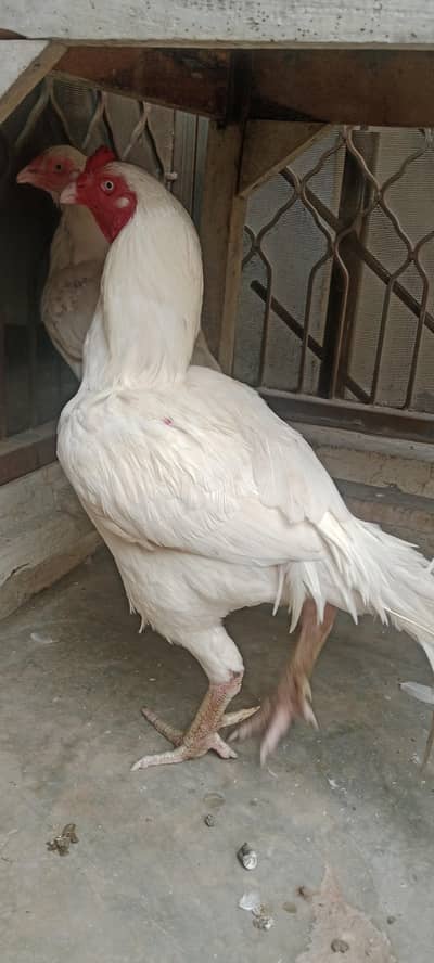 aseel Heera Pair 3 Year Age Full Active Breeder Pair