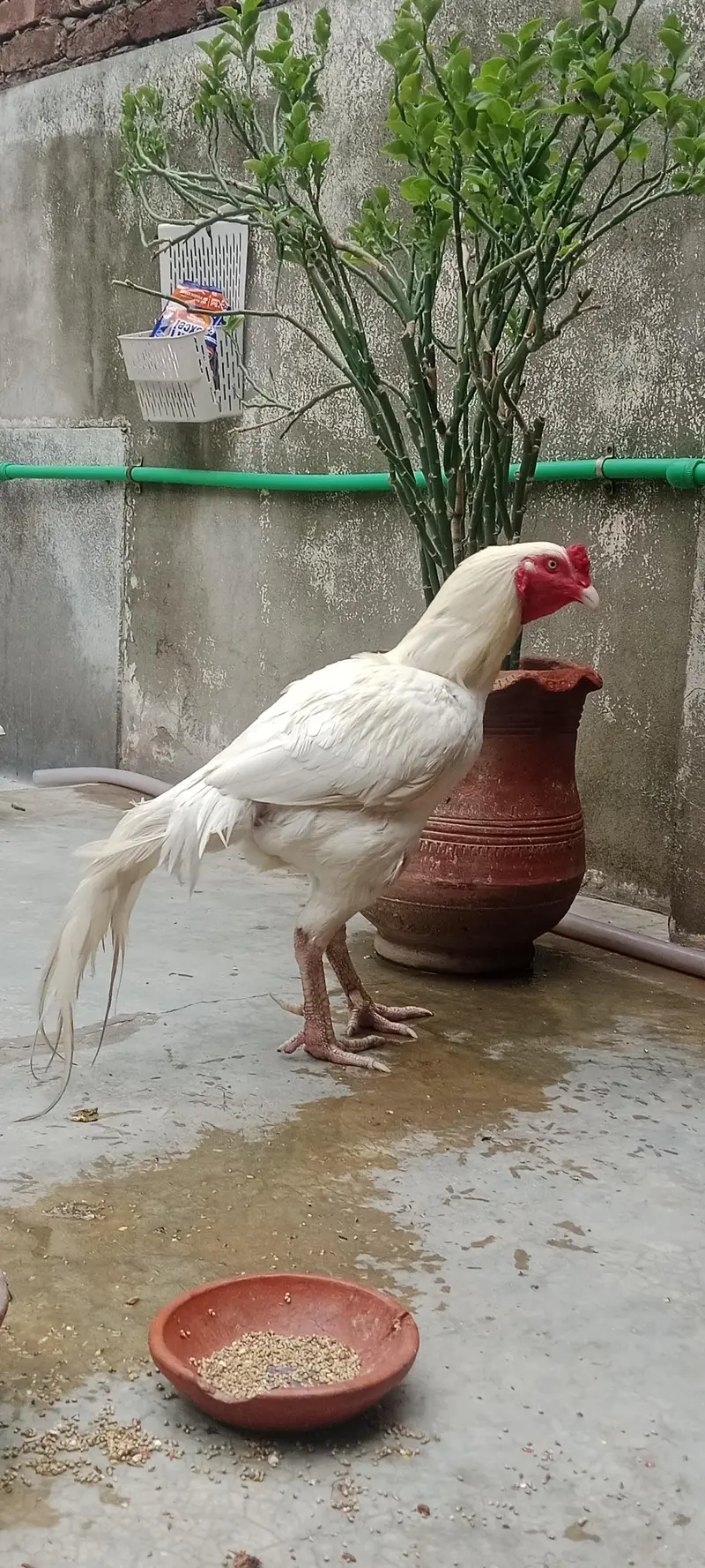aseel Heera Pair 3 Year Age Full Active Breeder Pair — photo 2
