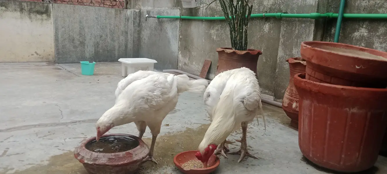 aseel Heera Pair 3 Year Age Full Active Breeder Pair — photo 3