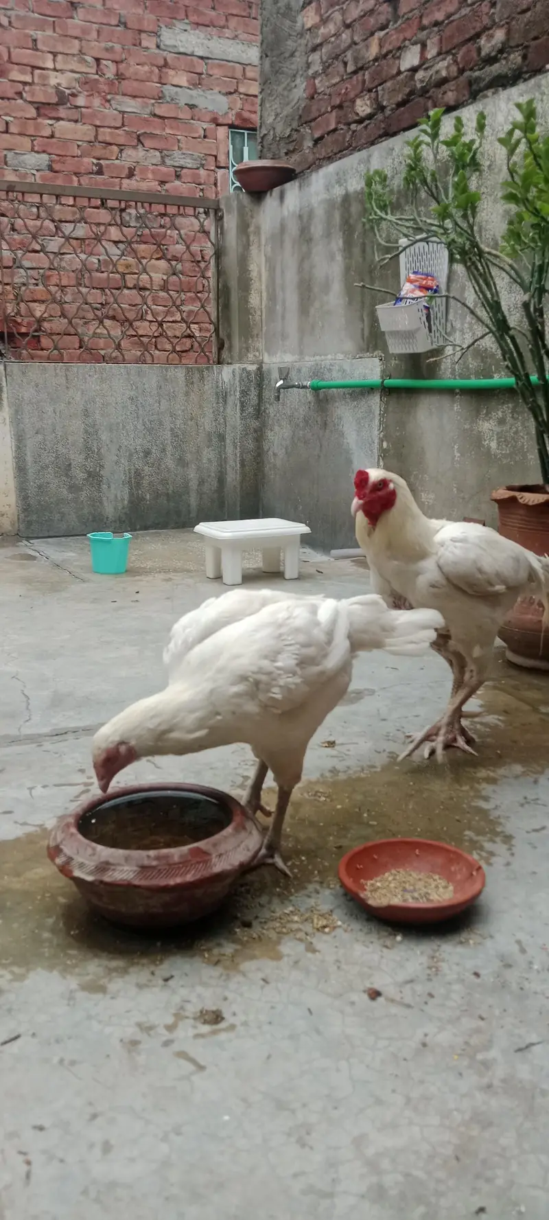 aseel Heera Pair 3 Year Age Full Active Breeder Pair — photo 4