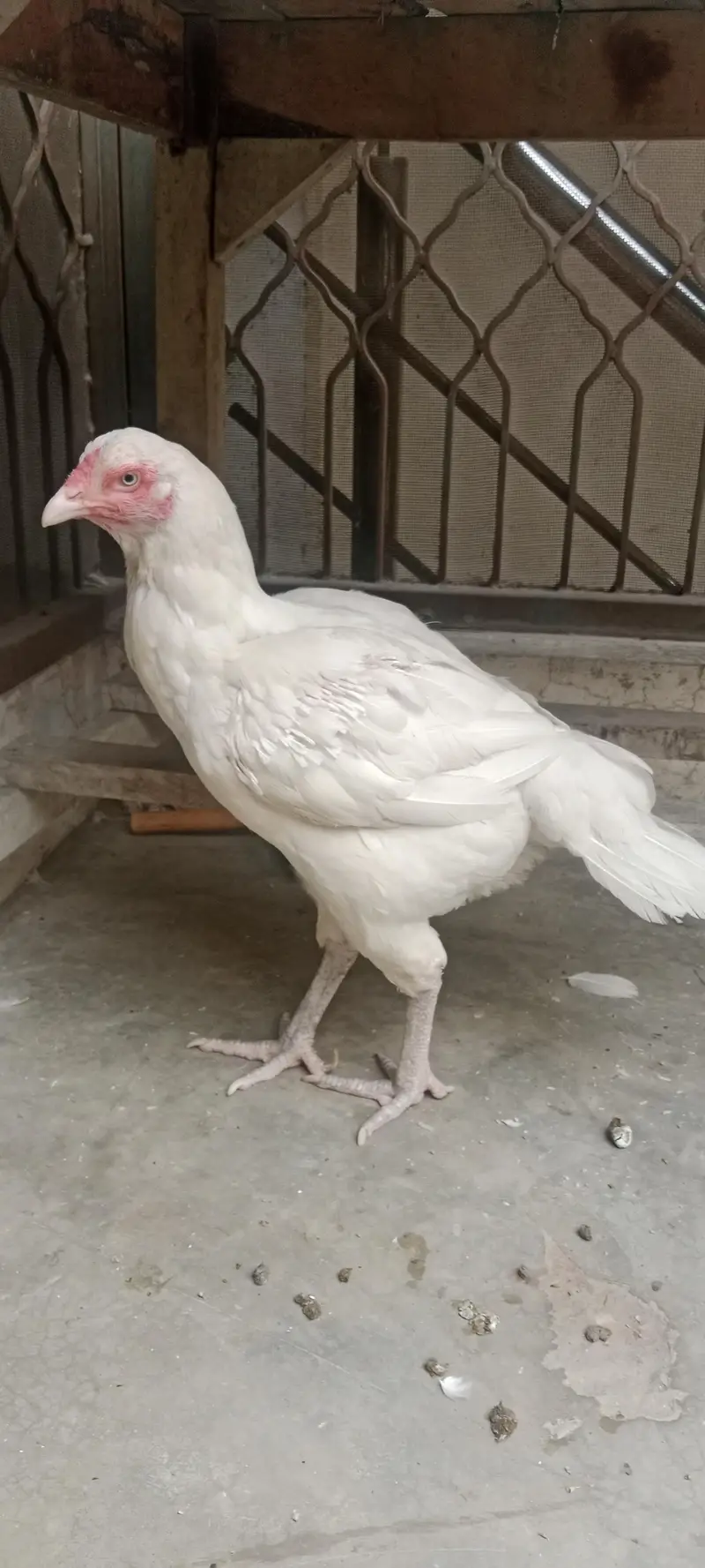 aseel Heera Pair 3 Year Age Full Active Breeder Pair — photo 5
