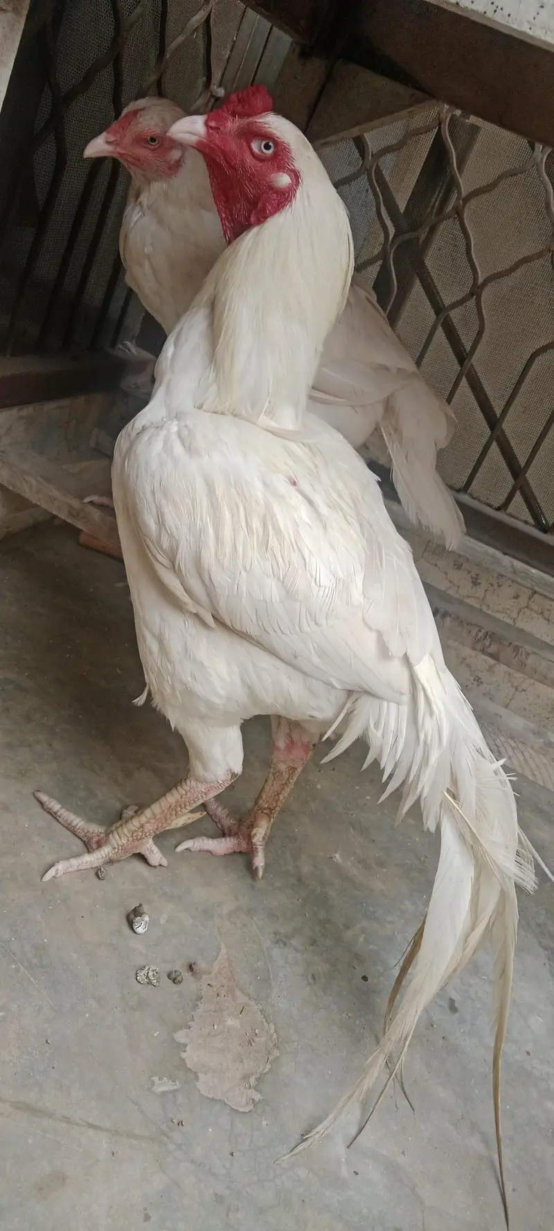 aseel Heera Pair 3 Year Age Full Active Breeder Pair — photo 6