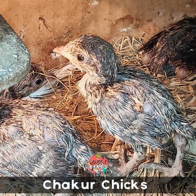 Chakur / Partridge Chicks For Sale