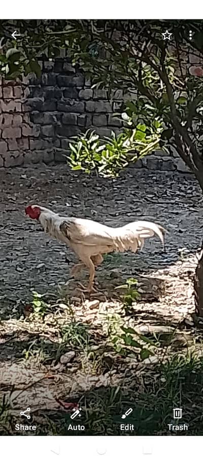 Hen sell karna ha