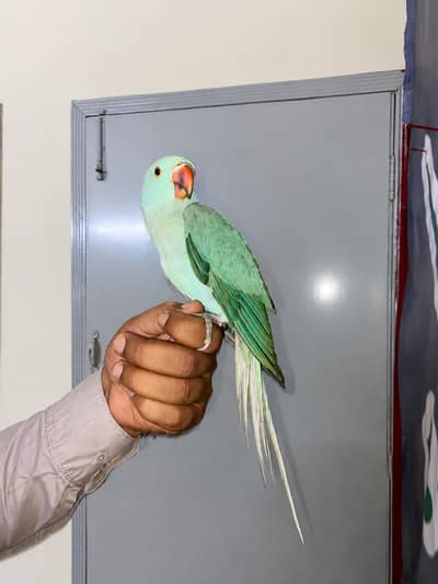 blue 6 month old 0 bite